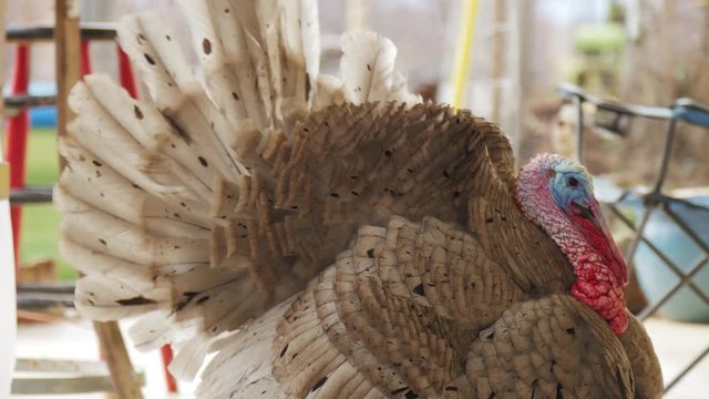 Large colorful turkey shows off at the farm on bright sunny day