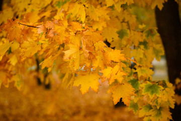 Bright yellow maple leaves in the beautiful autumn park