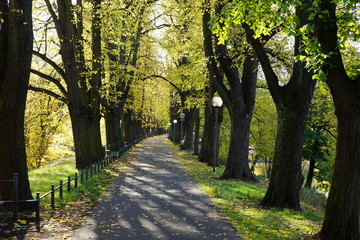 Fototapeta premium Herbst,Laubfärbung,Osnabrück