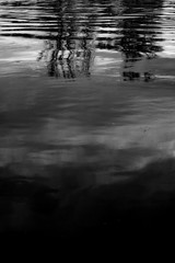 Reflection of Trees in River