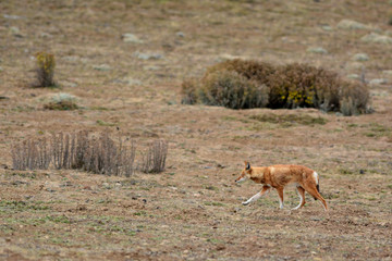 loup d'Abyssinie