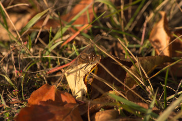 Dragonfly sitting on a piece of paper