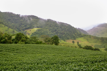 Thai tea plantation