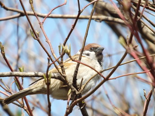 sparrow sitting on branch