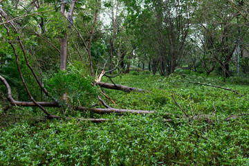 broken trees after a strong storm went through
