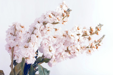 Flower soft white bouquet background.