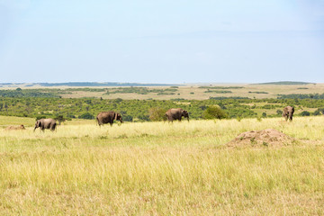 Elephants on the Masai Mara savanna