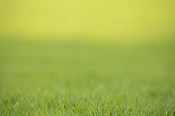 Plakat Green grass background Green background for graphics