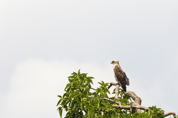 Short-toed snake eagle sits in a tree top and looking
