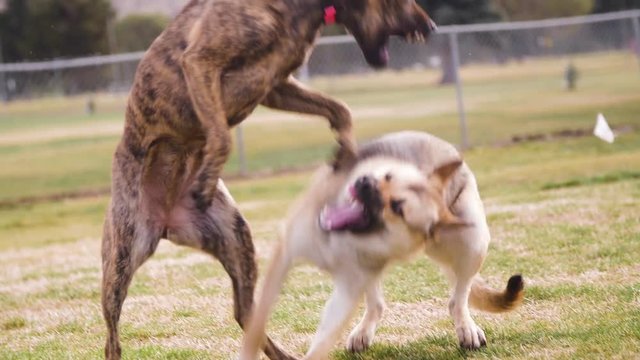 Dogs play fighting at dawn