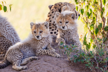 Curious Cheetah cubs resting in the shade with there mother