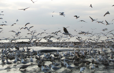 Fototapeta premium NL. A lot of seagulls