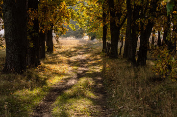 Obraz premium Autumn road leaving into the distance