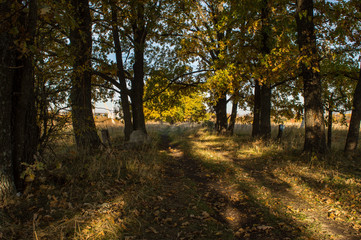 Autumn road leaving into the distance