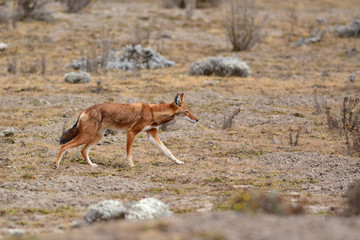 loup d'Abyssinie