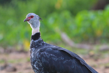 Southern Screamer in the Pantanal