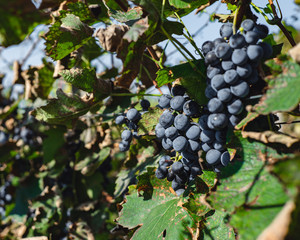 bunch of grapes on the vine