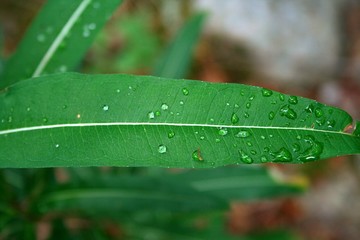green leaf with water drops