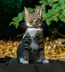 Cute kitten outdoor portrait with concentrated look on face as if watching prey.