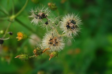 bee on flower