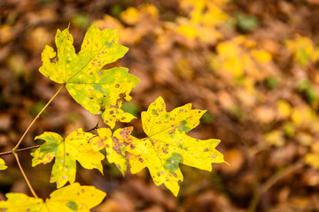 Leaf in autumnal color