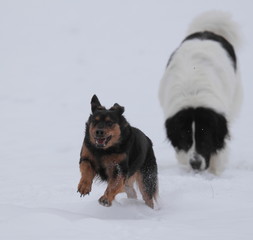 Playing dogs in the snow
