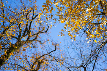 Linden vor blauem Himmel im Herbst