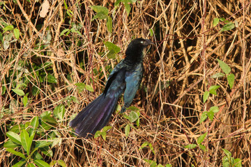 Greater Ani in the pantanal