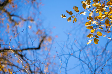 Linden vor blauem Himmel im Herbst