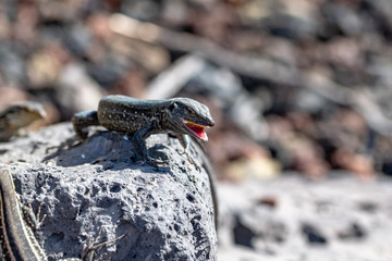 Wall lizard with open mouth eating a banana