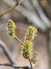 Catkins on a grey sallow shrub salix cinerea in early spring