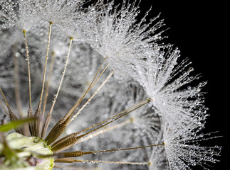 Dandelion Super macro closeup, showing seeds and water rain droplets, black background