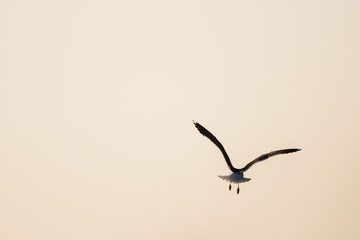 Seagull Flying Into Sunset, Isolated On Peach/Pink/Orange Background