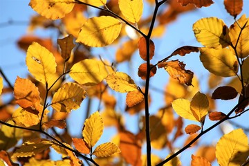 An Image of a autumn leaves
