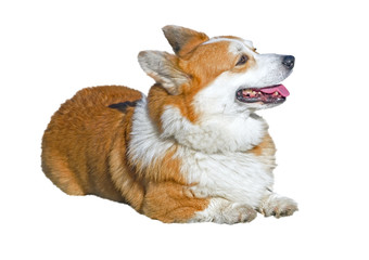 beautiful dog corgi