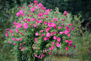 Chrysanthemum bunch with purple beautiful flowers on blurred green background