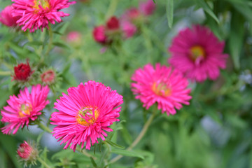 Beautiful pink chrysanthemum flowers at the autumn flowers bed on blurred green background