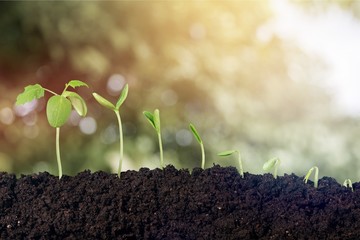 Growth of new life on  background