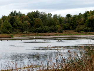 Paysage naturel au bord d'un lac avec des oiseaux