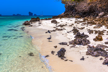 Picturesque dark stone with sticky petrified shells on the beach with white sand and transparent turquoise water of the Adaman Sea, tropical island and blue sky. Tup Island, AO Nang, Krabi, Thailand.