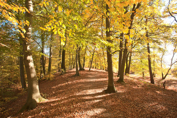 Fototapeta premium Wald im Herbst