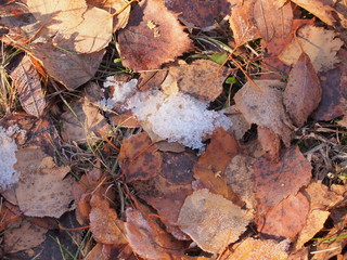 Snow on the autumn brown of fallen leaves.