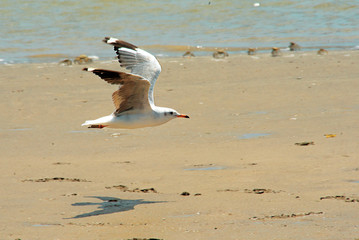 seagull flying on the sand , in Mar Chiquita lagoon , Buenos Aires  