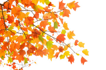 Autumn leaves isolated on white background