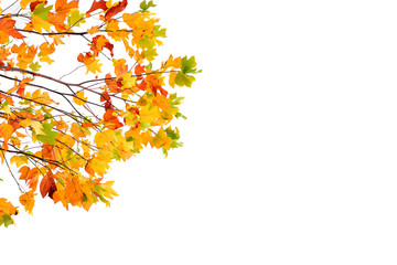 Autumn leaves isolated on white background