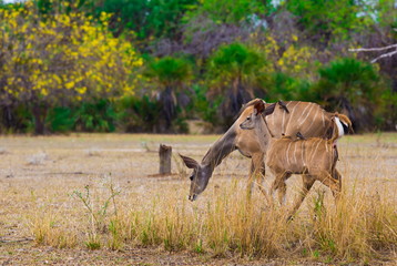 Obraz na płótnie Canvas Tanzania. Kudu antelope in Selous park