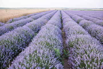 Fototapeta na wymiar Purple fields of lavender, organic growing of scented flowers