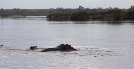 Fototapeta premium Tanzania. Hippos in Selous park