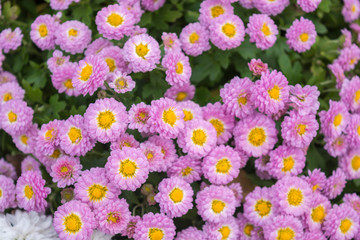 Chrysanthemums