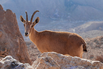 Nubian Ibex